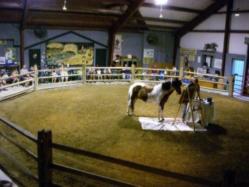 Chincoteague Minnow performs at the Pony Centre in 2008