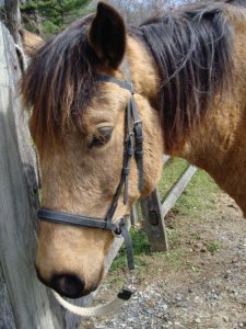 Boomer in his bitless bridle