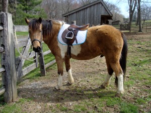 Boomer in his bitless bridle 4/13/09