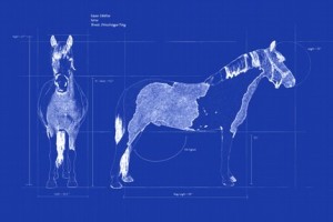 "Equus Callabus" Blueprint by Kyley DiLuigi