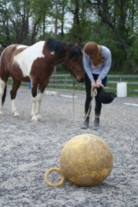 Taking small steps to get Blitz to target the ball when he first came to live with me. May 2008