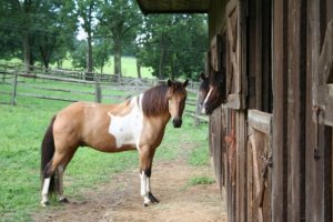 Chesapeake Boomerang at home with Blitz and Minnow