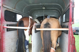 Cute pony butts