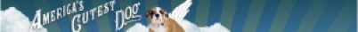 americas cutest dog banner