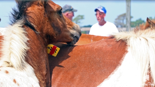 buy back foal 2011