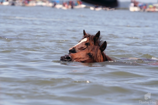 pony penning swim 2011