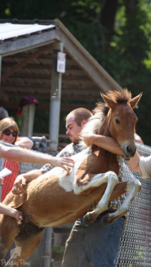 chincoteague pony auction