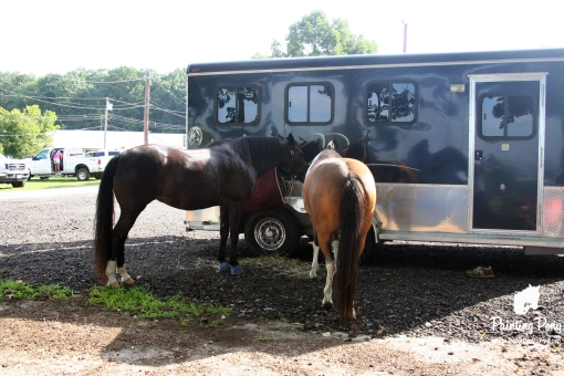 ponies tied to trailer