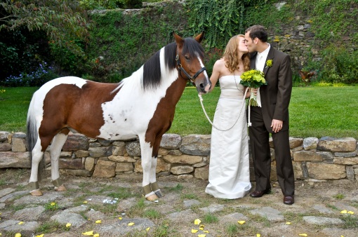 chincoteague pony at wedding