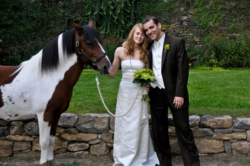 chincoteague pony at wedding
